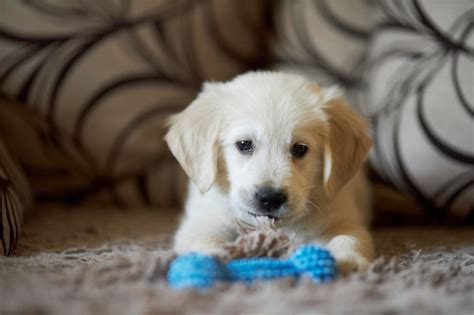 Golden Retriever senior jugando con un juguete interactivo de rompecabezas