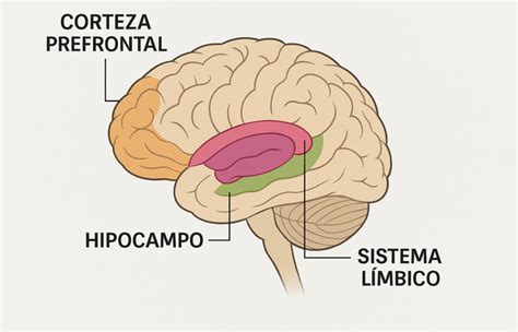 Infografía: Mecanismos marcha-cognición y rutas neurales involucradas (hipocampo, corteza prefrontal, sustancia blanca periventricular)