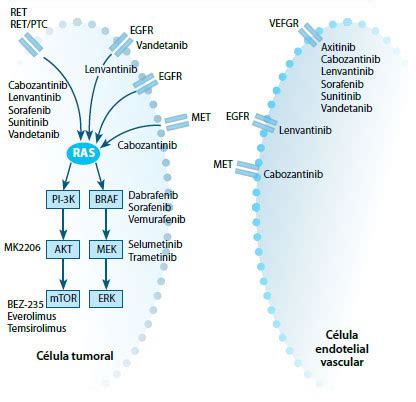 Diagrama mostrando el mecanismo de acción de los inhibidores de ATR en células tumorales con estrés replicativo.