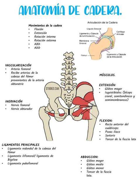 Infografía: Anatomía de la cadera y principales patologías en adultos mayores