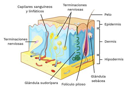 Representación visual de la estructura de la piel con sus capas (epidermis, dermis, capa subcutánea) y componentes (vasos sanguíneos, nervios, folículos pilosos, glándulas).