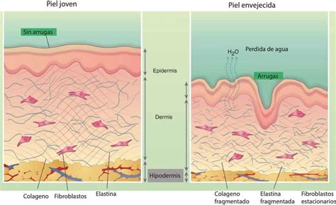 Gráfico comparativo mostrando la piel joven y la piel envejecida, destacando la pérdida de colágeno, elastina y la adelgazamiento de la epidermis.