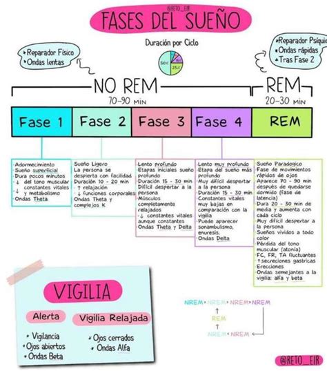Esquema de las fases del sueño y cómo se alteran con la edad