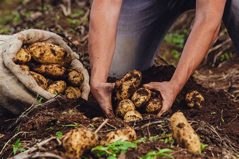 Foto de un cultivo de maíz o papa en una ladera, con un campesino trabajando