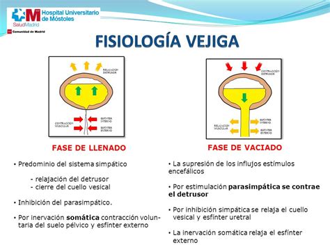 Diagrama de las fases de llenado y vaciado de la vejiga con control nervioso