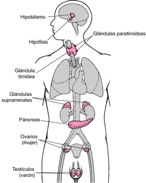 Esquema de las principales glándulas endocrinas y su producción hormonal en el cuerpo humano