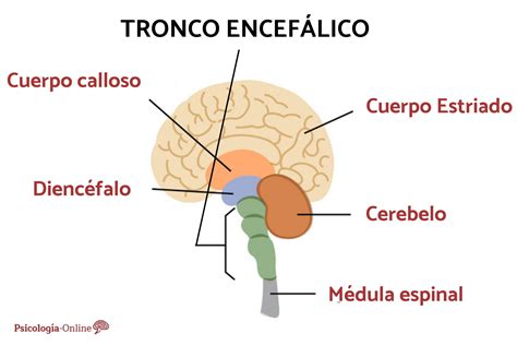 Diagrama de áreas motoras del cerebro y tronco encefálico con correspondencia a movimientos específicos