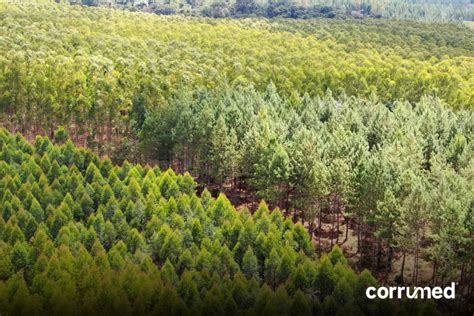 Fotografía aérea de plantaciones forestales y su impacto paisajístico