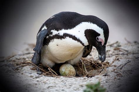 Fotografía de un pingüino de Humboldt en su nido