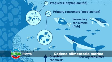 Infografía sobre la cadena alimentaria marina en la reserva