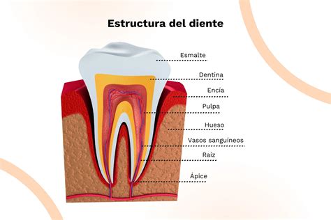 Infografía o esquema sobre cómo el esmalte y la dentina cambian con la edad