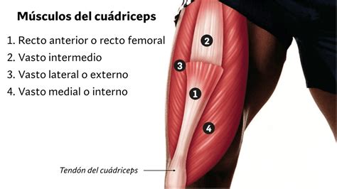 Esquema anatómico detallado del músculo cuádriceps femoral (recto femoral, vasto medial, vasto lateral y vasto intermedio) y sus puntos de inserción ósea.