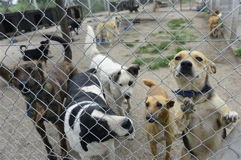 Perros en un refugio, algunos mostrando signos de estrés en sus perreras