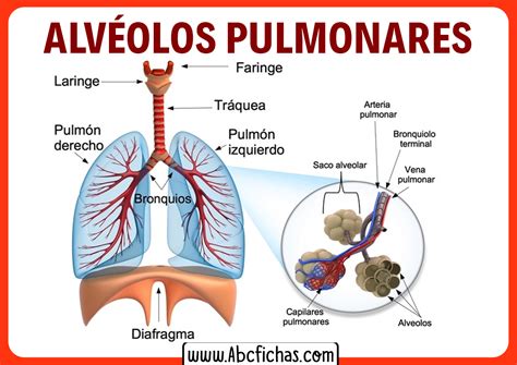 Esquema de alvéolos pulmonares sanos vs. inflamados por neumonía