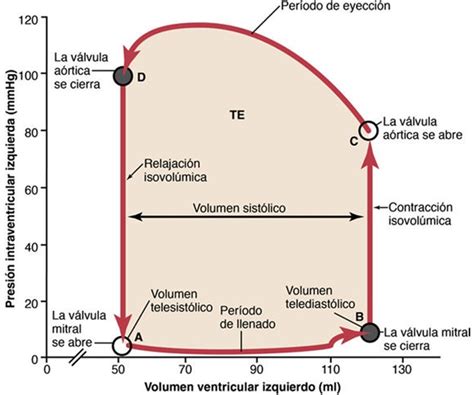 Diagrama del rango de ajuste de la malla y distribución de presión en la zona inguinal