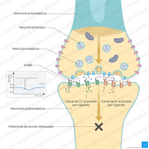 Esquema simplificado de la interacción entre genes, neurotransmisores y comportamiento social