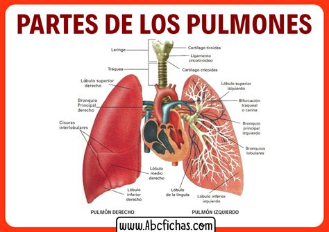 Infografía sobre la anatomía del pulmón y su función vital en el cuerpo humano
