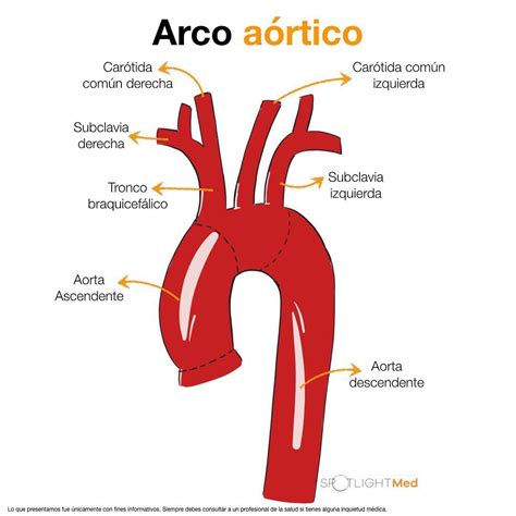 Esquema anatómico de la aorta, dividida en sus cuatro segmentos principales: ascendente, arco aórtico, descendente y abdominal.