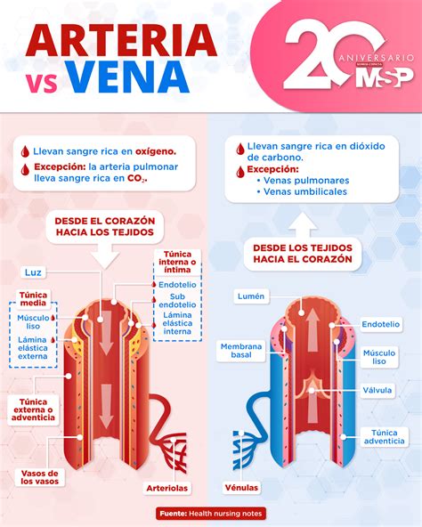 Infografía comparativa: arteria sana frente a una arteria con aneurisma, mostrando la dilatación de la pared.