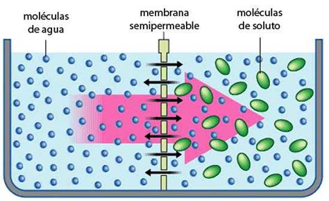 Esquema simplificado del proceso de ósmosis, mostrando el movimiento del agua a través de una membrana semipermeable desde una solución menos concentrada a una más concentrada