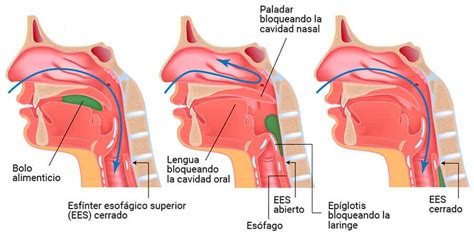 Diagrama de la deglución y mecanismos de protección