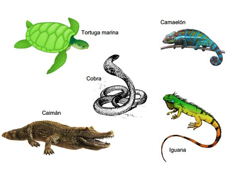 Esquema de la estructura comparada de huevos en diferentes clases de vertebrados (aves, reptiles, peces, anfibios).