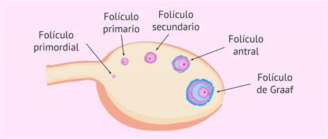 Infografía del proceso de foliculogénesis: desde el folículo primordial hasta la ovulación.