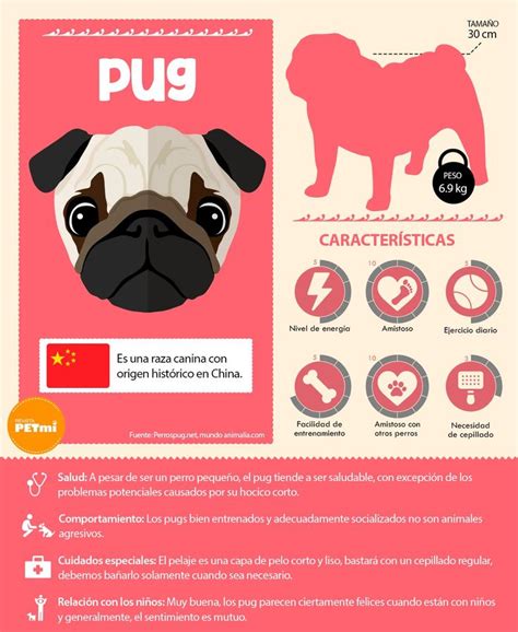 Infografía: Rasgos característicos del pug y cuidados