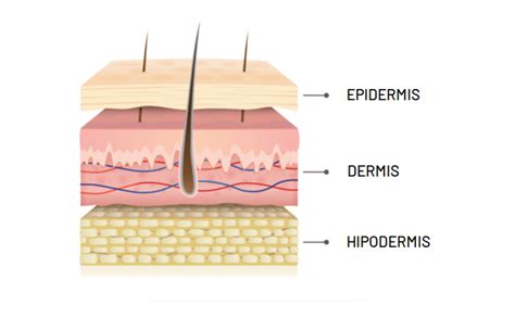 Esquema anatómico de las capas de la piel: epidermis, dermis e hipodermis, mostrando la pérdida de colágeno y grasa con la edad.