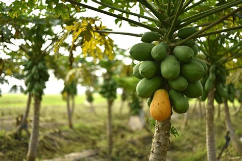 Artesanías y productos locales (plantas, mermeladas de papaya) que se venden a los turistas