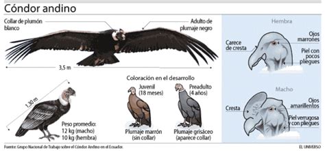 Esquema anatómico y características físicas del cóndor andino (envergadura, plumaje y diferencias sexuales)