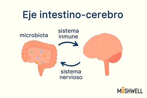Esquema sobre el eje intestino-cerebro y su influencia en el envejecimiento saludable