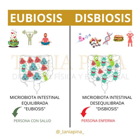Infografía comparativa: microbiota equilibrada vs. disbiosis en ancianos
