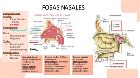 Esquema anatómico que ilustra la ubicación de los pólipos nasales en los senos paranasales y las fosas nasales.
