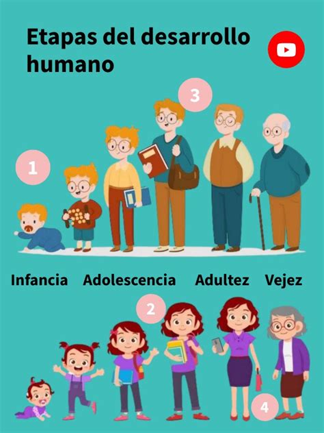 Esquema de las etapas del desarrollo humano con énfasis en la adultez y el envejecimiento