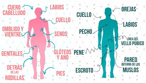 Ilustración de diferentes zonas erógenas en el cuerpo humano.