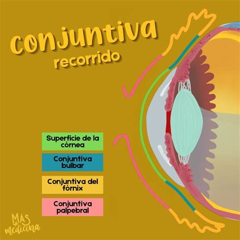 Esquema del ojo con la conjuntiva resaltada