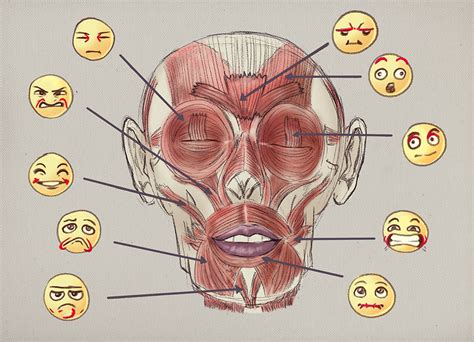 Diagrama de expresiones faciales básicas con movimientos musculares y arrugas