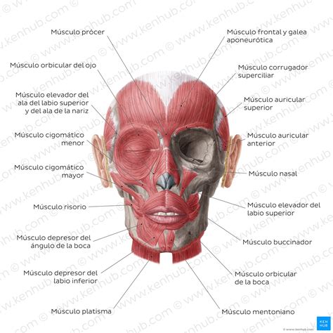 Diagrama de los músculos de la boca y ejemplos de expresiones labiales