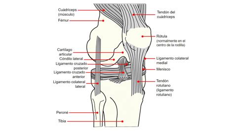 Esquema de la anatomía de la rodilla con sus componentes principales (huesos, cartílagos, ligamentos, meniscos, bursas)