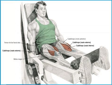 Diagrama mostrando la posición correcta para la extensión de rodillas sentado.