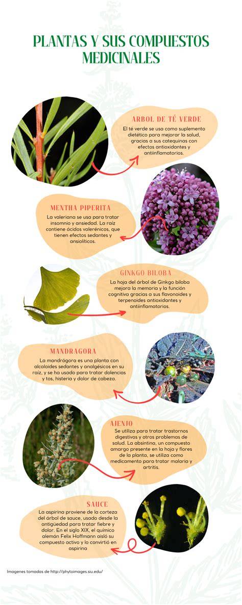 Infografía: Relación entre plantas medicinales y dolencias más comunes en adultos mayores