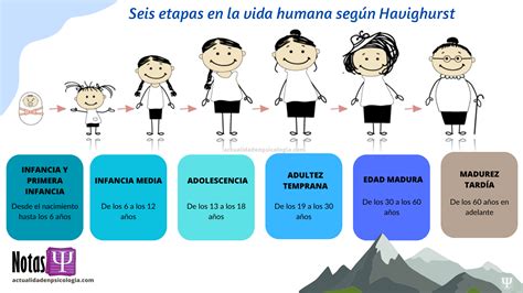 Infografía que muestra las siete etapas de la vida humana con rangos de edad y características clave