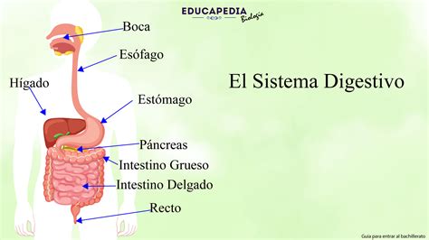 Esquema del sistema digestivo mostrando el flujo de la bilis y los puntos de reflujo