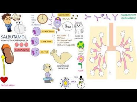Infografía: Mecanismo de acción del Salbutamol en las vías respiratorias