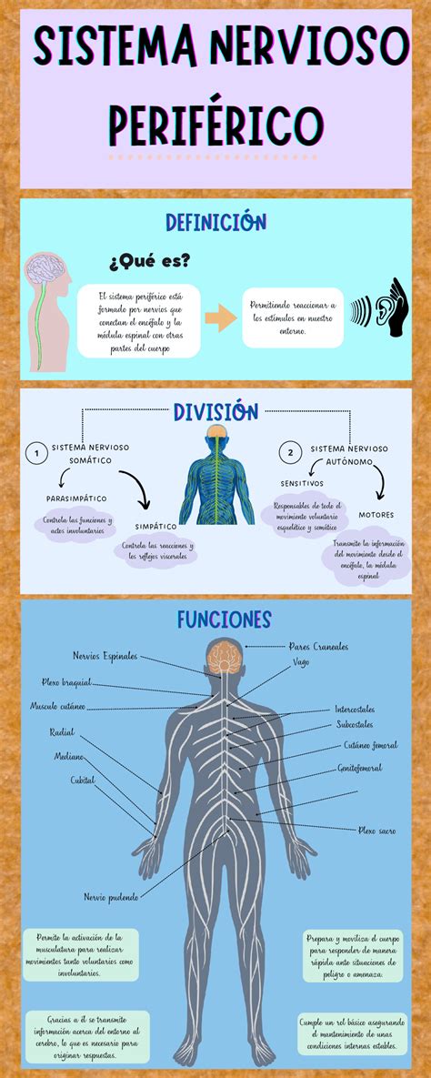 Esquema de la anatomía del sistema nervioso periférico y la transmisión del impulso nervioso