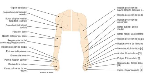 Esquema anatómico detallado de las extremidades superiores del cuerpo humano