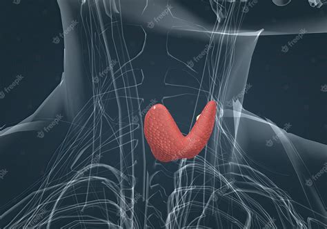 Representación anatómica de la glándula tiroides en el cuello.
