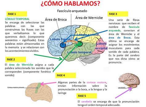 Esquema de las áreas del cerebro involucradas en el lenguaje (Área de Broca, Área de Wernicke)