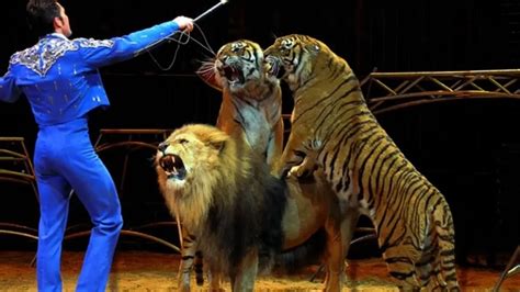 Oso atacando a domador en un circo